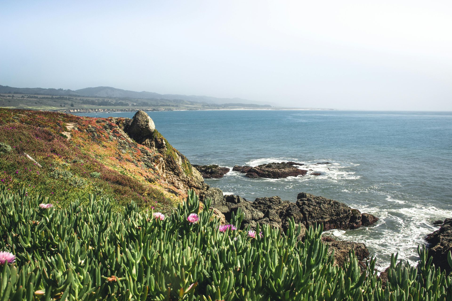 Grasses on Hill Overlooking Ocean